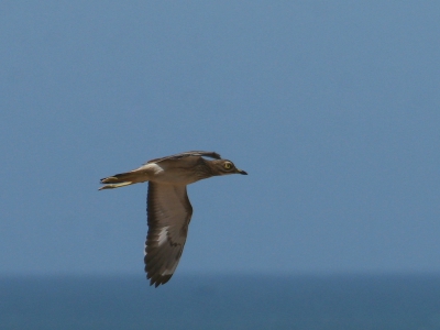 Voor zover ik weet staat er nog geen vliegende gewone Griel op Birdpix, dus mede daarom deze foto geplaatst en vooral ook, omdat ik het zlef gewoon een leuke foto vind.
Grielen waren tijdens onze reis in Marokko behoorlijk algemeen, vooral aan de kust. Roepende vogels middenin nachtelijk Agadir!

Groet,

Ies