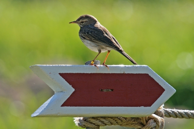 Deze pieper wees de weg naar Ponta de So Loureno waar we veel van zijn soortgenoten gezien hebben. [Het viel ons direct op dat deze geringd is!]