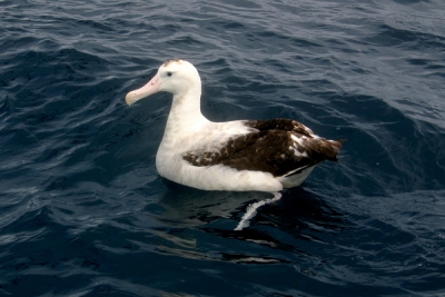 The Wandering Albatross is a very large Albatross that breeds in Antractica and can be found right across the southern oceans of Australia. Often rests on the ocean - in flight a magnificent sight with a wing span up to 3.5 metres.