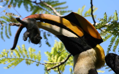 Op onze laatste dag van de vakantie waarschuwde iemand van het hotel dat er een Great hornbill in de boom zat naast onze cabana.Hij kreeg een jong eekhoorntje te pakken en vloog in een boom voor ons. Heb veel foto's gemaakt maar de zon was te aanwezig. daarom deze close up van deze prachtige vogel