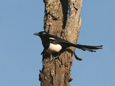 Ook in Marokko zijn de Eksters alerte vogels die zich meestal niet al te goed laten benaderen, deze kwam even wat dichter bij. Vind de Blauwe nakkte huid achter het oog bij deze ondersoort erg leuk.

Groet,

Ies