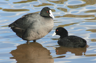 Common and widespread waterbird. In Australia there is just one race australis. Can occur in small numbers or when conditions are right may appear in an area in thousands.