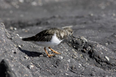 Rustig blijven zitten terwijl deze steenloper bijna over mijn voeten liep op zoek naar eten