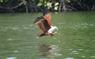 Tijdens een mangrovetocht,veel zeearends gezien