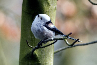 Deze staartmees scharrelde enkele dagen in mijn tuin rond. Het werd herhaaldelijk gevoerd door een tweede vogel die een zuivere Aegithalos Caudatus was. Uit het voergedrag leid ik af dat de getoonde vogel een vrouwtje was, maar wel een kruising met de Noord-Europese variant, Caudatus Caudatus. De getoonde vogel is zo ik kan afleiden een bijna zuivere Noord-Europese variant. De beide mezen waren druk met het bouwen van een nest, buiten mijn tuin, dat ik ook niet gevonden heb.