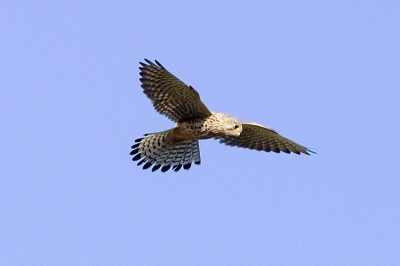 Terwijl ik een tapuit zittende op een kluit aarde in een vochtig weiland observeerde om die te fotograferen kwam een torenvalk vanuit de lucht polshoogte nemen. Dat was een kans om de rustig biddende torenvalk op de gevoelige plaat te zetten.
Minolta 7D met APO 400mm/4.6 vanuit de hand (Image Stabilization ingeschakeld). 1.5 stop overbelicht, 400 ISO, 1/500 seconde. Foto enigzins "gecropt". en licht aangescherpt.