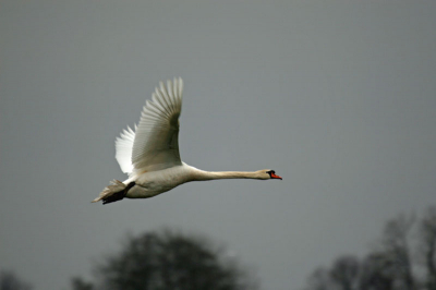 fly away