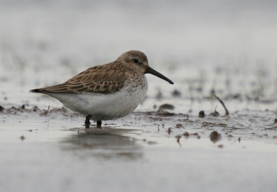 Er waren er twee ter plaatse. Persoonlijk ben ik nog niet zo thuis in de verschillende strandlopers e.d. Wie kan mij helpen???