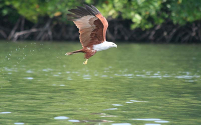 Tijden de mangrove tocht veel van deze roofvogels.