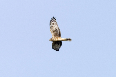 Vrouwtje blauwe kiekendief; werd lastig gevallen door een groep kraaien en pendelde door de duinen. Foto genomen met een Minolta 7D en 400mm APO (effectief brandpunt 600 mm) op een afstand van ca. 60 meter. 400 ISO 1 stop overbelicht, uit de hand genomen IS ingeschakeld