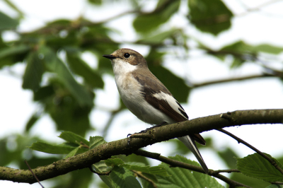 Mannetje, gefotografeerd tijdens een rustpauze; druk doende met het voeren van de jongen in het nest in mijn tuin.
Minolta 7D, Minolta APO 4/600mm vanaf Gitzo statief, en 1.4 maal APO converter. 400 ISO. Sluitertijd 1/60 seconden en 1/2 stop overbelicht.