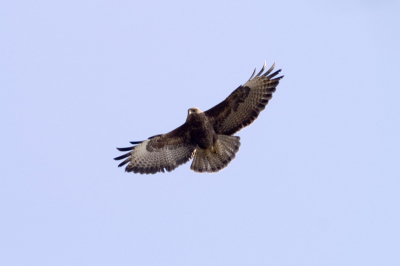 Twee buizerds in baltsvlucht vlogen enige tijd boven onze tuin.
Toen een van de twee voldoende dichtbij kwam met een Minolta APO 4.5/400mm en MInolta 7D een opname kunnen maken.