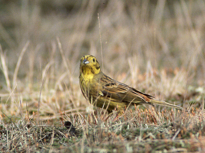 Vogel was erg rustig en kon tot dichtbij benaderd worden. Opname gemaakt met een Minolta 7000i met 2.8/300mm APO objectief, vanaf een zwaar Manfrotto statief. Diafragma 8, sluitertijd 1/125 seconden. Fuji 400 ISO negatief (vandaar de korrel, zijn we met digitaal niet meer gewend).