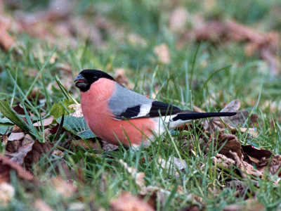 Groepje met twee mannetjes en drie vrouwtjes. Redelijk goed te benaderen, hoewel er veel publiek was die bij het passeren de vogels verjoegen.
Fourageerden regelmatig op de grond, naast het bijten in de knoppen van heesters en prunus.
Minolta Dynax 9, Minolta APO 600mm, negatief film Fuji ISO200. Diafragma 8, sluitertijd 1/60 seconden.