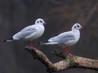 <i class='fa fa-user'></i> Marcel van der Tol | Kokmeeuw  <i class='fa fa-eye'> 450</i>  <i class='fa fa-thumbs-up'> 4</i>   <i class='fa fa-comment-o'> 1</i>