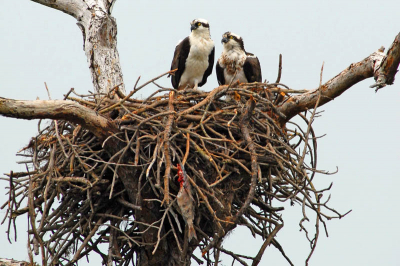 Prachtig visarend paartje bovenop een nest, hoog in de boom, met een verloren vangst aan het nest. Tijdens druilerig weer gefotografeerd, D200 met Tamron 200-500 @500 1/640, F8, ISO500 uit de hand.