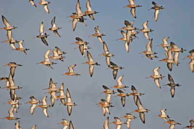 Hoewel blijkt dat deze prachtige vogel zeldzamer wordt leek het er vrijdag dan tenminste niet op dat er minder waren dan voorheen.