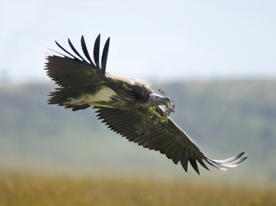 Vredesduif?
Deze vogel rukte een tak uit de grond en ging ermee naar zijn nest in aanbouw.