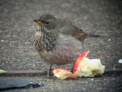 1e winter man. Foto gemaakt op een donkere dag, maar doordat de vogel soms stil zat toch een leuk plaatje kunnen maken.
Nikon Coolpix 995 en Leica Televid