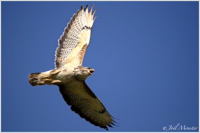 Hallo, dit is mijn 1ste upload hier op Birdpix.nl.
Ik heb me al voorgesteld op het forum, zie: http://www.birdpix.nl/viewtopic.php?t=2527

Foto is gemaakt met de 30D + Bigma uit de hand.

Hoop op een leuke leerzame tijd hier op Birdpix.nl.

gr.

Jol Monster