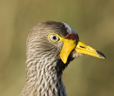 Een veelvuldig voorkomend luxe-probleem bij de birdpixreis in Kenia was dat de vogels vaak te dicht voor de lens kwamen om volledig in beeld te brengen. Veel achteruitlopen dus. Soms lukte het niet om genoeg afstand te krijgen en werd je gedwongen van de nood een deugd te maken en aan 'portretfotografie' te doen.. Deze kop leent zich er wel voor?