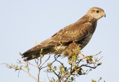 Dit jaar waren er in de Masai mara niet zoveel buizerden -misschien waren er veel naar het noorden vertrokken. Het zijn haast altijd oostelijke vogels, z.g.n. steppebuizerd: vrij klein en warm van kleur.