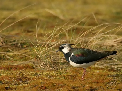 Net als dat mijn Grutto mijn eerste was, is deze Kievit,in zijn eigen biotoop, ook mijn eerste! Met mijn 100-400mm lens met 1.4x converter gemaakt. 

Groetjes, Petra

www.pbase.com/peetje252