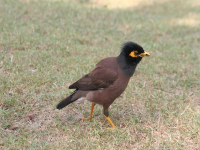 Deze treurmaina vond het niet leuk dat ik hem op foto wou zetten.