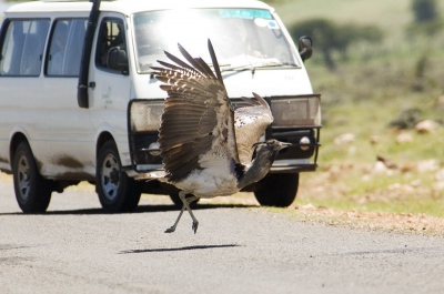 Geen ambitie als vogelfoto, meer iets in de categorie foto-anecdotes. 
Onze tweede auto (met o.a. Arie Ouwerkerk) kwam aanrijden toen deze trap besloot de weg op te rennen. Het beest maakte drie grote sprongen voordat hij zijn 20 kg. de lucht in kreeg. (Dit model is ongeveer het maximum gewicht dat met veren de lucht in kan!) Vier meter afstand en niemand kon een foto maken.. Gelukkig is de foto even later prima op de plaat gezet.