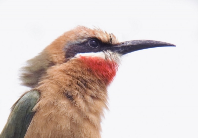 Wandelen op het schiereiland in het meer van Naivasha was een leuke ervaring. Van Giraf via Griel tot Renvogel... Hier een poging een portret te maken van een van de totaal niet schuwe bijeneters, zonder probleem te benaderen tot op enkele meters!