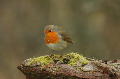 Dit blijft n van mijn favoriete vogeltjes.