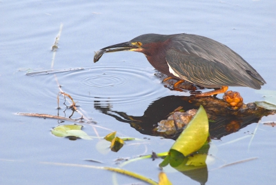 Deze reiger zat 's ochtends vroeg lekker aan z'n ontbijt. Dit was in de buurt van de Anhinga trail, die helaas enigszins tegenviel; het was er doodstil (bijna geen vogelzang te horen bij zonsopkomst). 

Volgens mij is dit de tweede keer dat ik van een vogelsoort de eerste foto op Birdpix zet, terwijl dit pas m'n derde upload is.... Wat leuk!

ISO500
500mm
1/125
F7.1