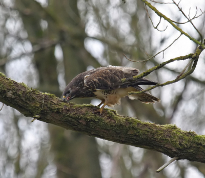 in het kader van dierengedrag; deze buizerd schraapt/veegt de bek schoon na een maaltijd.