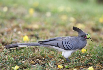 Volgens de plaatselijke vogelgids roepen deze vogels de hele dag mijn naam: 'Mark, Mark'. Eerst vond ik dat wel aardig. Maar als die beeste hun tweede roep er achter aan riepen,  interpreteert Michel dat telkens lachend als 'Mark, Mark, Go-Away!'
Dat doe ik uiteindelijk, maar niet zonder die beesten toe te snauwen: 'OK, maar ik kom terug!'