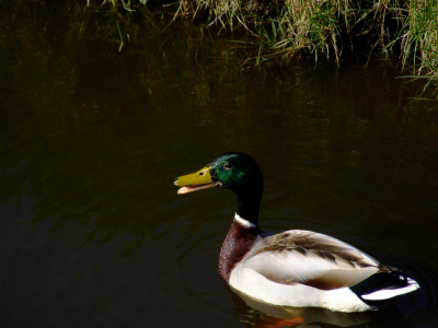 Hopenlijk mijn eerste echte foto op birdpix. het is maar een simpele eend maar ik vond het toch wel een grappige foto.