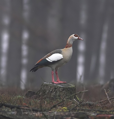 ik had deze gans al eens geplaatst, nu nog eentje nu die de 
andere kant op kijkt en iets anders bewerkt, begin er steeds
een klein beetje handiger in te worden in het verkleinen etc.