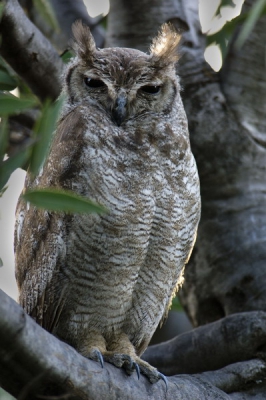 Dankzij de hulp van een van de lokale jongens die zich gespecialiseerd heeft in het opsporen van uilen, renvogels en nachtzwaluwen zagen we deze uil. Baringo is net boven de evenaar en inderdaad lijkt dit de ondersoort cinarescens. De nominaat komt ten zuiden van de evenaar voor en heeft oranje ogen.