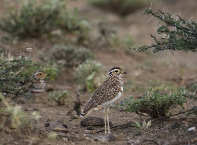 In de schemering deze aardige vogeltjes nog kunnen fotograferen. De vogels hadden een kuiken bij zich.