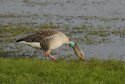 Deze grauwe gans fotografeerde ik vorige week. Een heel algemene soort, maar ik vond de wijze waarop hij geringd was wel heel bijzonder. Ik vraag me af of dit wel diervreindelijk is. Heeft de vogel er geen last van? Waartoe dient die driedubbele registratie? (hals en beide poten)