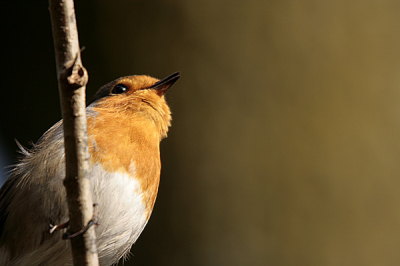 Deze zat een meter onder mij terwijl ik mijn sigma 50-500mm op mijn camera had, heerlijke ervaring....

groeten natuurflitser