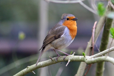 Het roodborstje bleef poseren in het Heempark Frater Simon Deltour in Eindhoven.