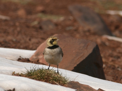 In Oukameden lieten Strandleeuweriken zich geweldig bekijken, Ik heb er ontzettend veel foto's van gemaakt, maar kwam er halverwege achter dat mijn iso nog op 1600 stond (vanwege een de avond ervoor gefotogrfeerde Moorse nachtzwaluw). Een groot deel van mijn foto's was dus niet toonbaar. Het fotogrferen daar was sowieso moeilijk, vanwege de sneeuw en het zeer felle licht. Op veel foto's is de sneeuw hinderlijk aanwezig op de achtergrond. Gelukkig had ik daar bij deze onvolwassen vogel wat minder last van.

Groet,

Ies