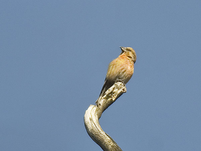 Deze kruisbek zat hoog in de top van een boom. Ondanks de grote afstand toch nog een redelijke foto geworden.
De eerste kruisbek, die ik op foto zette.