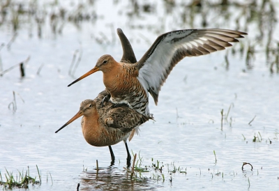 3e foto van een serie van 3 paringsfoto's van paartje grutto's. Er was een groep van ongeveer 50-100 grutto's te vinden in de ondergelopen weilanden naast de rivier de eem. Er werd druk gebabbeld en versierd. Soms werd er gepaard. 1 paartje kwam dichtbij genoeg om het moment supreme vast te kunnen leggen....