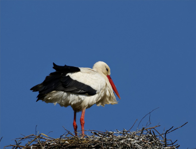 Heerlijk zonnetje en een mooie blauwe lucht, de ooievaar op het nest. Voorjaar. 

Exposure time 1/640S
F-number 8
ISO speed ratings 100