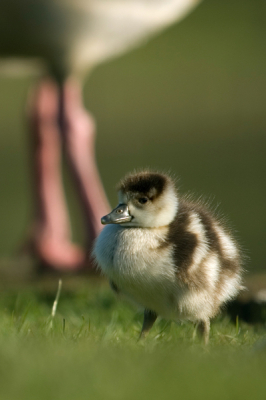 Mijn eerste foto op Birdpix.
Gisteren twee uur op de grond gelegen om een paartje Nijlganzen en hun 9 jongen te fotograferen. Door de poten van ma op de achergrond valt goed te zien hoe klein het jong nog is.