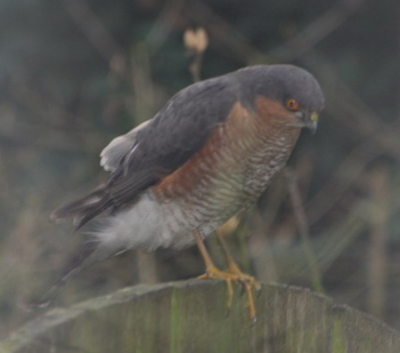 Kan iemand ons vertellen welke vogel het hier betreft ?
Hij is hierna nog 2 X gezien op dezelfde schutting.