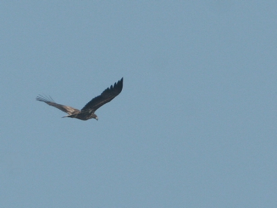 Vandaag "figuurlijk" een hoofdvogel afgeschoten en dan nog "een vliegende staldeur" waw!