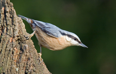 Boomklevers zijn er volop in mijn omgeving. Het blijven leuke en brutale beestjes.