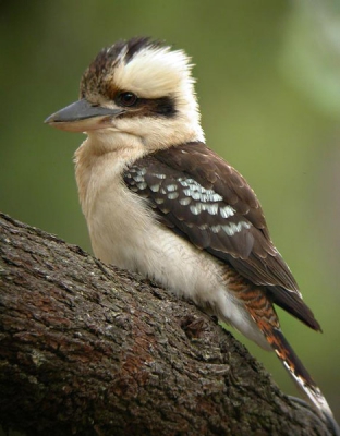 <i class='fa fa-user'></i> Erik | Kookaburra  <i class='fa fa-eye'> 669</i>  <i class='fa fa-thumbs-up'> 1</i>   <i class='fa fa-comment-o'> 1</i>